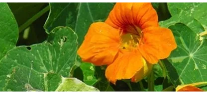 Wat doen we in de tweede helft van augustus in de tuin?