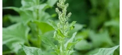 Que faire au jardin la deuxième quinzaine de septembre?