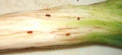 Comment lutter contre la mouche mineuse du poireau ?