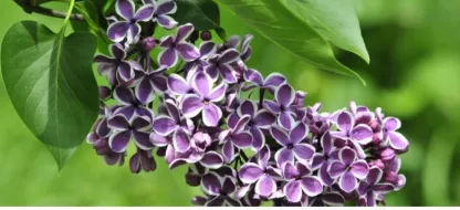 Quand les fleurs deviennent votre calendrier de semis