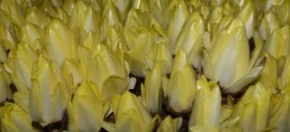 Comment réussir sa culture d'endive (chicon) bio ?