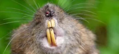 Knaagdieren: wie is wie en wie eet wat? En welke bestrijdingsmiddelen bestaan