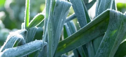 Que faire au jardin en janvier?