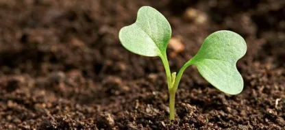 Que faire au jardin la première quinzaine de février?