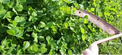 Que faire au jardin la deuxième quinzaine de février?