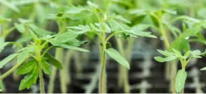 Que faire au jardin la première quinzaine de mars?