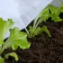 Que faire au jardin la deuxième quinzaine de mars?