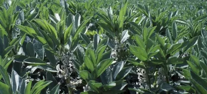 Succesvol inzaaien van bio-groenbemester