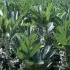 Succesvol inzaaien van bio-groenbemester