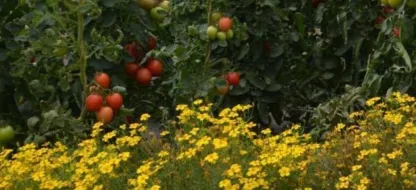 Welke planten kun je combineren in een biologische moestuin?