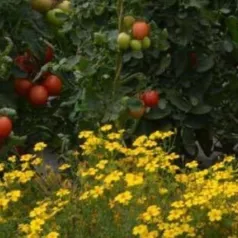 Comment associer les plantes au potager bio?
