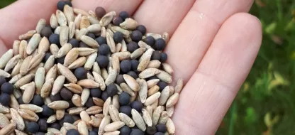 Semis : tableau des densités et des rendements