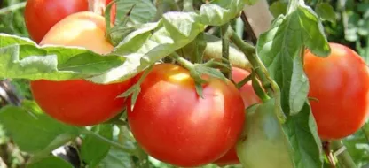 Ziekten en plagen van tomaten