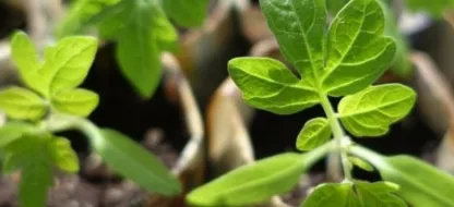 Réussir ses semis à chaud (tomates, aubergines, poivrons et piments)