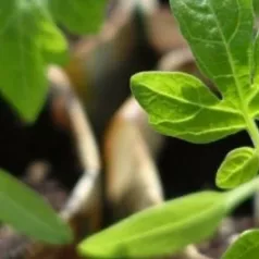 Tips voor het succesvol kweken van tomaten, aubergines, paprika's en chilipeper