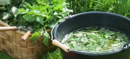 Nuttige planten in de tuin