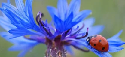 Que faire au jardin la première quinzaine d'avril ?