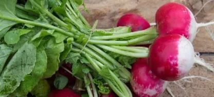 Wat doen we in de tweede helft van april in de tuin? Wat doen we in de tweede helft van april in de tuin?