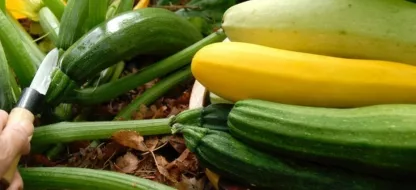 Réussir ses semis de courges et de courgettes