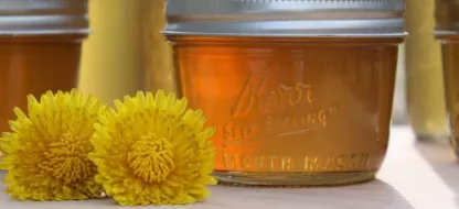 Activité de printemps avec les enfants - Gelée de pissenlit