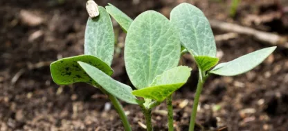 Que faire au jardin la première quinzaine de mai?