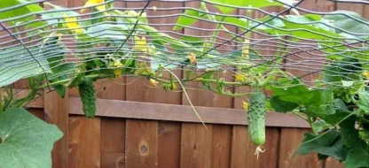 Que faire au jardin la deuxième quinzaine de mai?