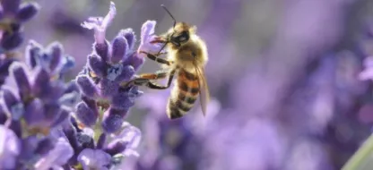 Welk zijn de favoriete bloemen van bijen en bestuivers?