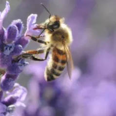 Welk zijn de favoriete bloemen van bijen en bestuivers?