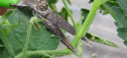 Comment tailler les gourmands des tomates?