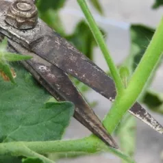Hoe tomatenplanten dieven?