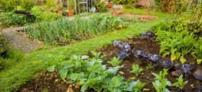Comment se passer de produits chimiques dans son potager en France et Belgique?
