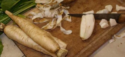 Chicorée Tête d'Anguille