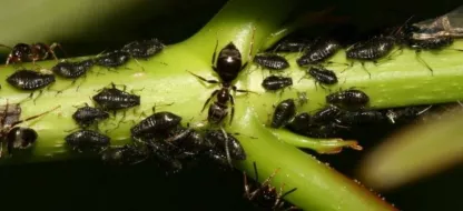 Wat zijn de natuurlijke middelen om bladluizen te bestrijden?