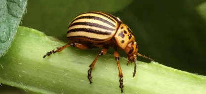 Lutter contre les doryphores au potager