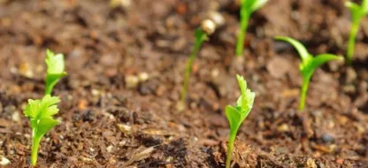 Wat doen we in de eerste helft van juli in de tuin? Wat doen we in de eerste helft van juli in de tuin?