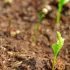 Que faire au jardin la première quinzaine de juillet?