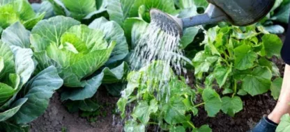 Que faire au jardin la deuxième quinzaine de juillet?