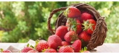 Planter ses fraisiers: quoi, quand et comment