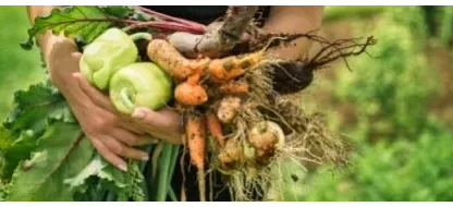 Réussir son potager d’hiver