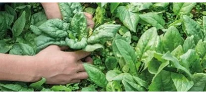 Semez dès maintenant des engrais verts bio pour préparer votre prochaine saison.