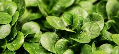 Wat doen we in de eerste helft van september in de tuin?