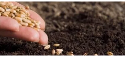 Calendrier des semis & récoltes : réussir votre potager en Belgique ou en France