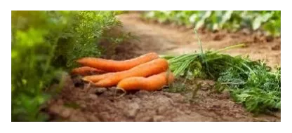 Les carottes : variétés, culture et une recette facile à réaliser