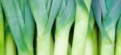 Découverte du patrimoine légumier d’Auvergne-Rhône-Alpes