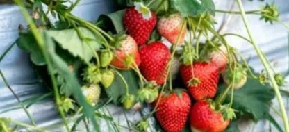 Les variétés françaises de fraisiers