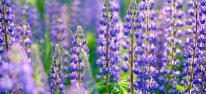 Fertilisez votre potager grâce aux engrais verts pour améliorer son rendement