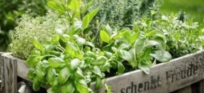 Welke kruiden kweken als beginner tuinier?