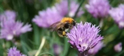 Bestuivende insecten in uw tuin dankzij honingplanten