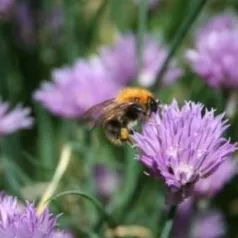 Bestuivende insecten in uw tuin dankzij honingplanten