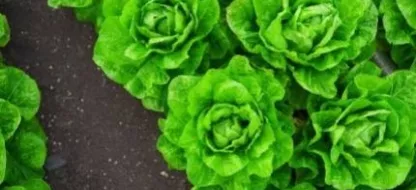 Les laitues : les variétés, leur culture, ainsi qu’une recette de cuisine facile